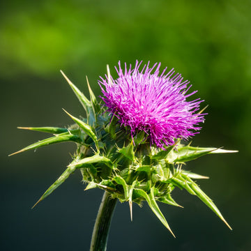 Milk Thistle Seeds – Medicinal Herb
