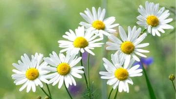 Chamomile Seeds – German Chamomile