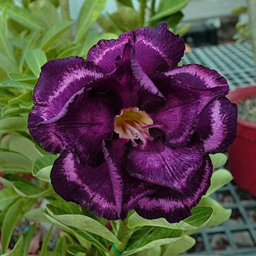 Desert Rose Seeds – Purple