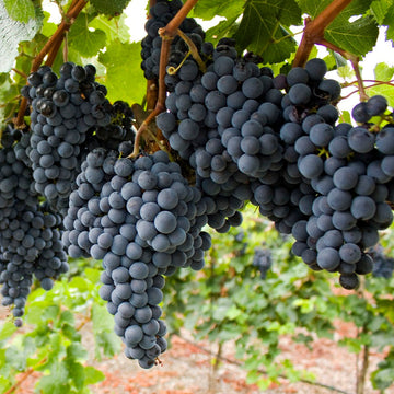 Vitis Cinerea Seeds – Winter Grape