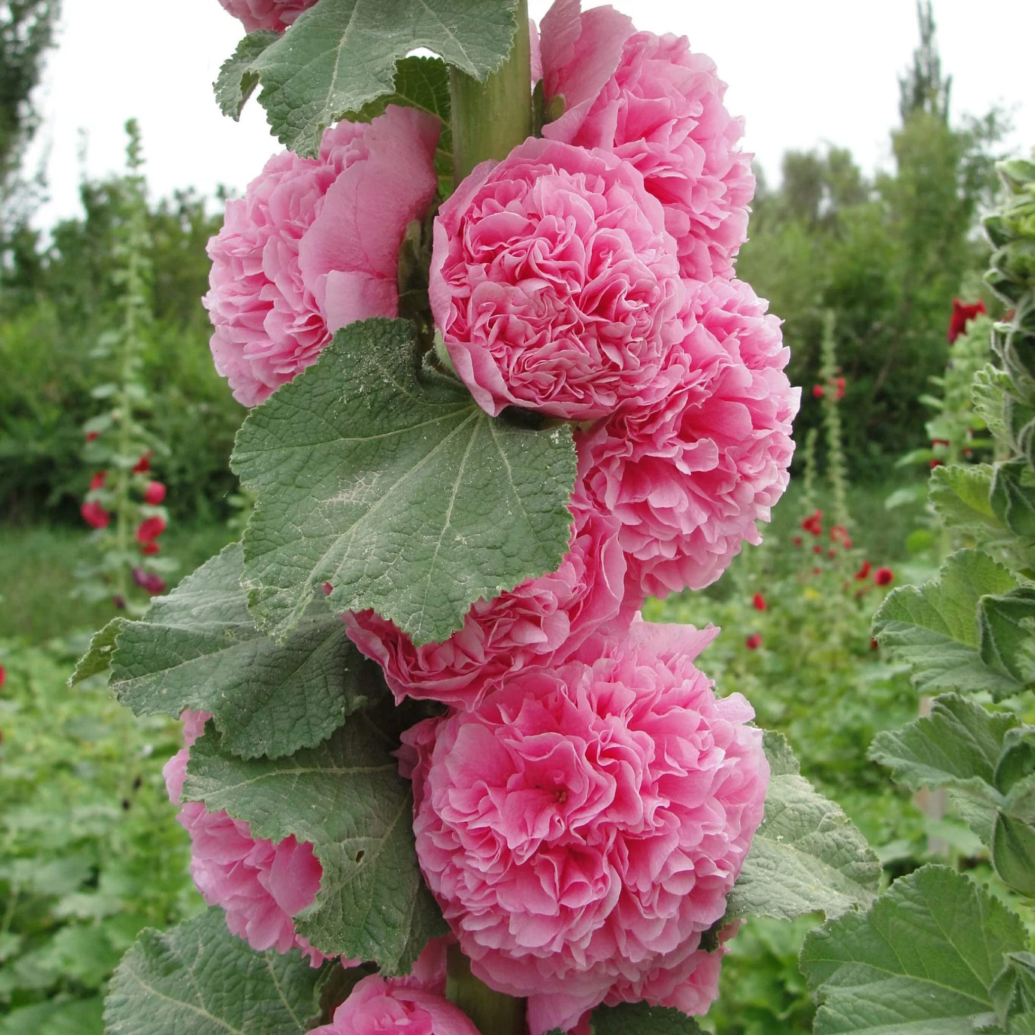 Hollyhock Seeds – Summer Carnival Pink
