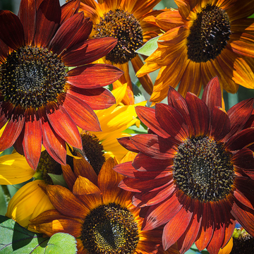 Sunflower Seeds - Evening Colors