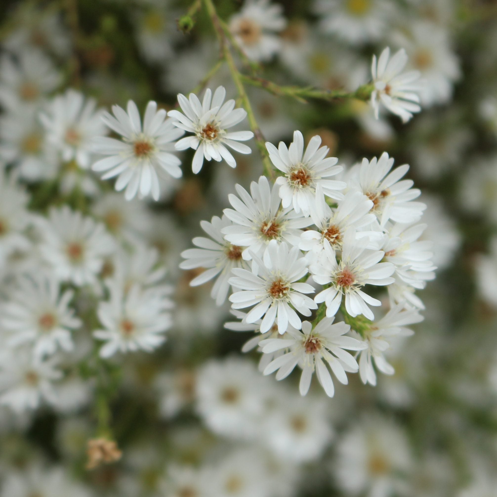 Aster Seeds – Frost