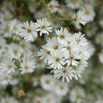 Aster Seeds – Frost