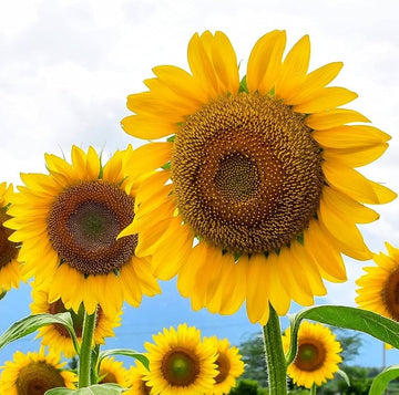 Sunflower Seeds - Common