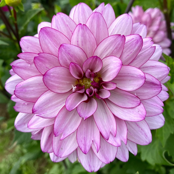 Dahlia Seeds – Lauren Michele