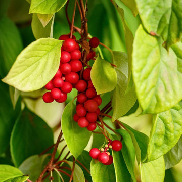 Schisandra Berry Seeds – Unique Five-Flavor Fruit