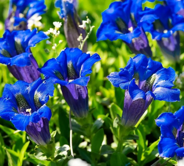 Gentiana Seeds – Scabra
