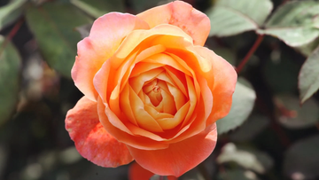 Rose Seeds – Fragrant Climbing Baby Orange