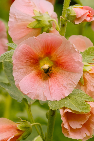 Hollyhock Seeds – Peach