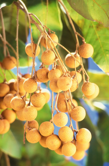 Longan Seeds – Dwarf