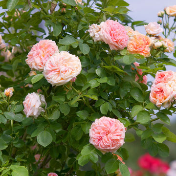 Pink Climbing Rose Vine Seeds – Perennial, Fragrant Blooms