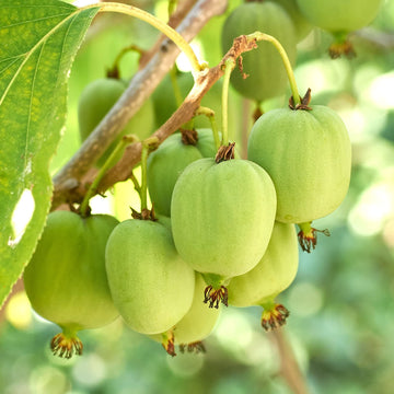 Kiwi Berry Seeds