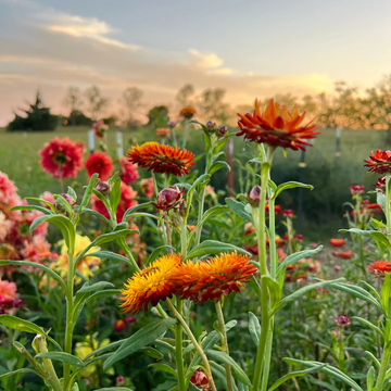 Strawflower Seeds – Orange Double, Heirloom & GMO