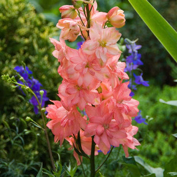Delphinium Seeds – Pink