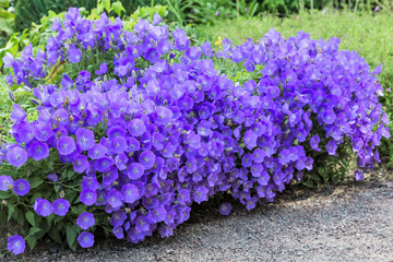 Campanula Seeds – Carpathian Blue