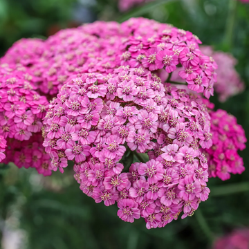 Yarrow Seeds - Pink