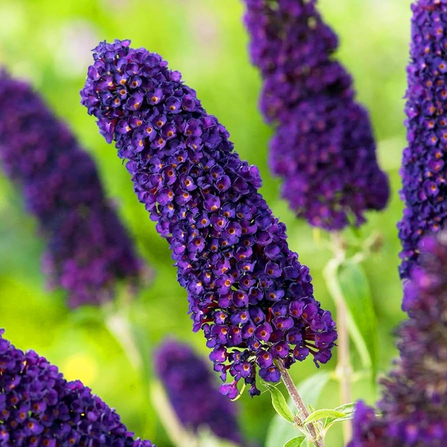 Butterfly Bush Seeds – Purple