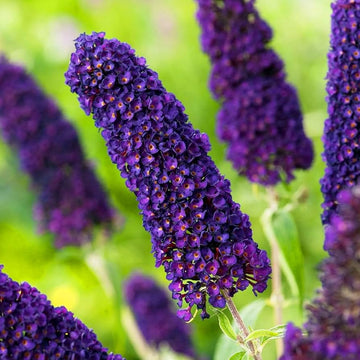 Butterfly Bush Seeds – Purple