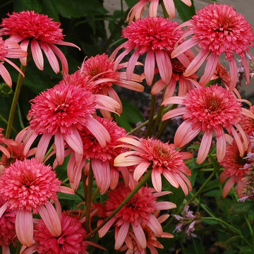 Echinacea Seeds – Secret Passion