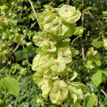 Chinese Elm Seeds – Ulmus Parvifolia