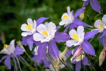 Columbine Aquilegia  Seeds