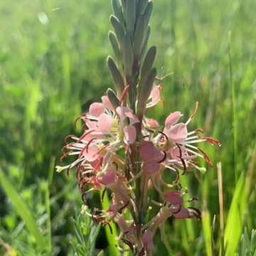 Beeblossom Seeds – Scarlet