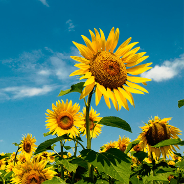 Sunflower Seeds - Peredovik