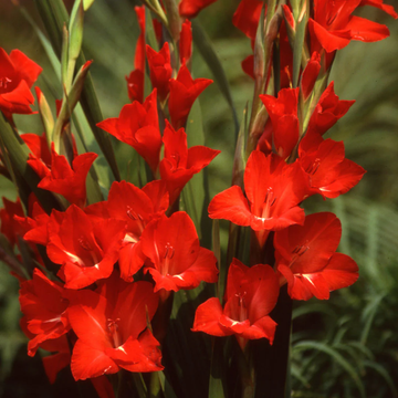 Red Gladiolus Seeds – Vibrant Bloom