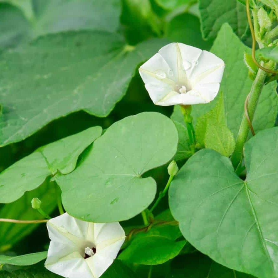 Moon Seeds – Night Blooming Vine