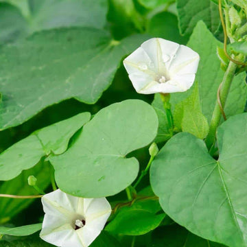 Moon Seeds – Night Blooming Vine