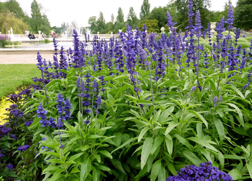 Salvia Seeds – Blue