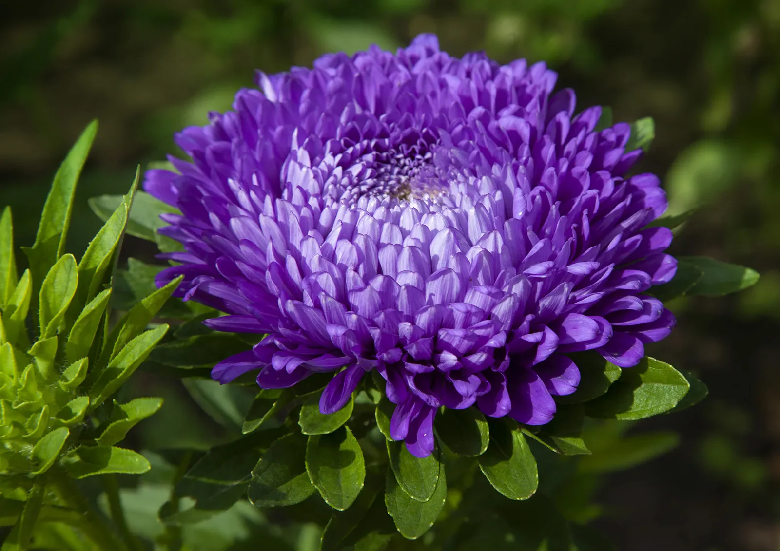 Aster Seeds – Pompon Blue Moon