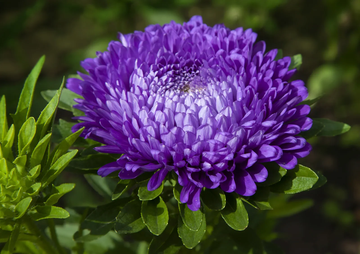 Aster Seeds – Pompon Blue Moon