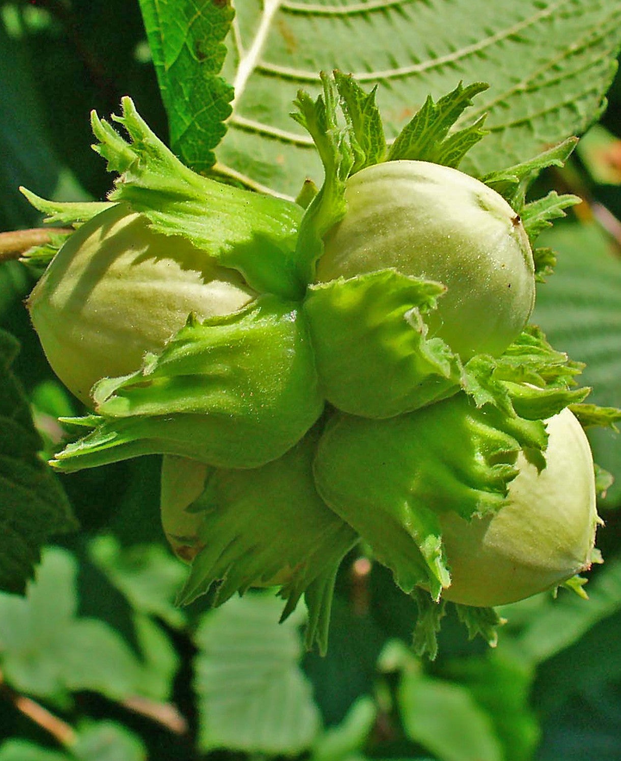 Hazelnut Seeds – Corylus Avellana