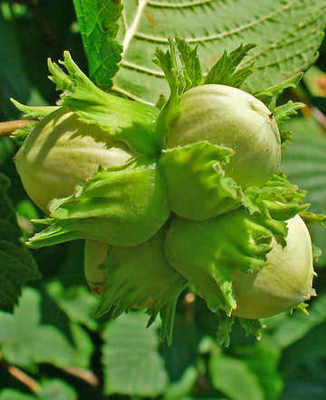 Hazelnut Seeds – Corylus Avellana