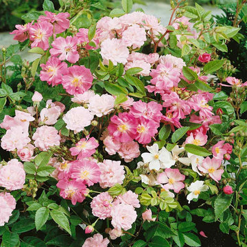 Rosa Seeds - Chinensis 'Angel Wings'
