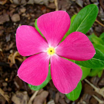 Periwinkle Seeds – Pink Rosy
