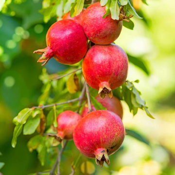 Pomegranate Seeds