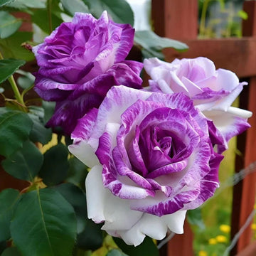 Desert Rose Seeds – Double White Purple
