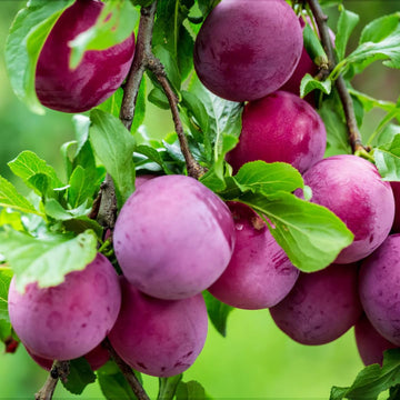 Plum Seeds - Beach