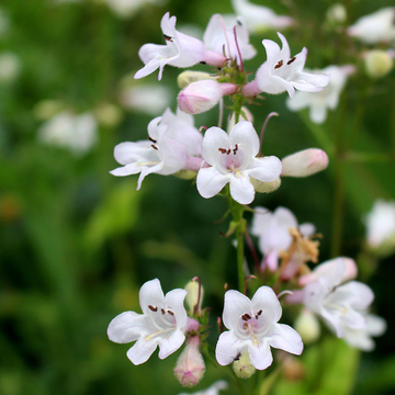 Foxglove Beardtongue Seeds – Perennial Wildflower