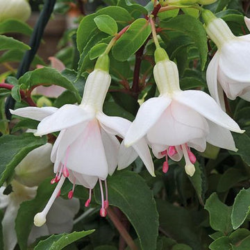 Fuchsia Seeds – White