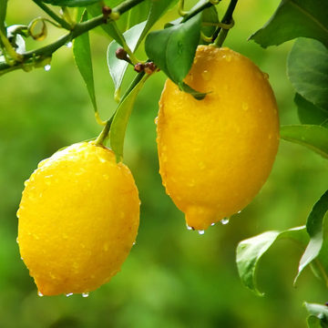 Lemon Seeds – Standard