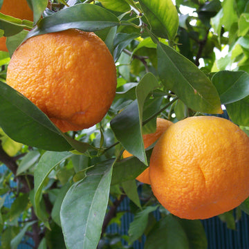Orange Seeds – Bitter Orange