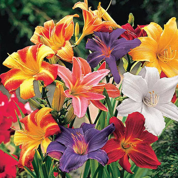 Daylily Seeds