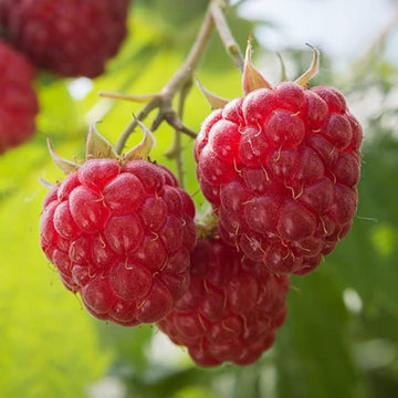 Raspberry Seeds – Heirloom