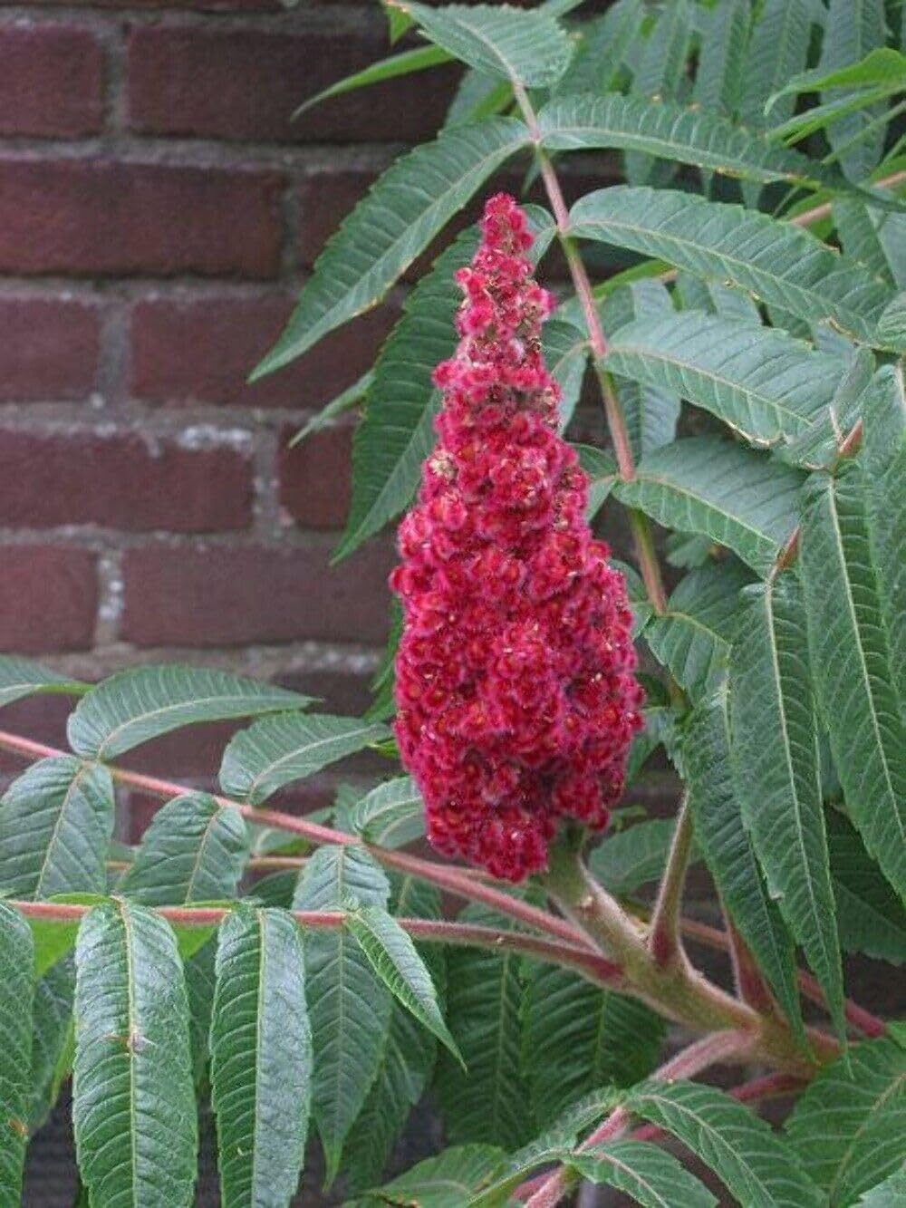 Sumac Seeds – Staghorn