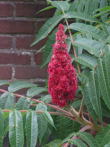 Sumac Seeds – Staghorn