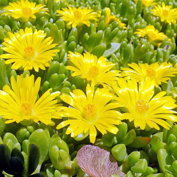 Ice Plant Seeds – Yellow